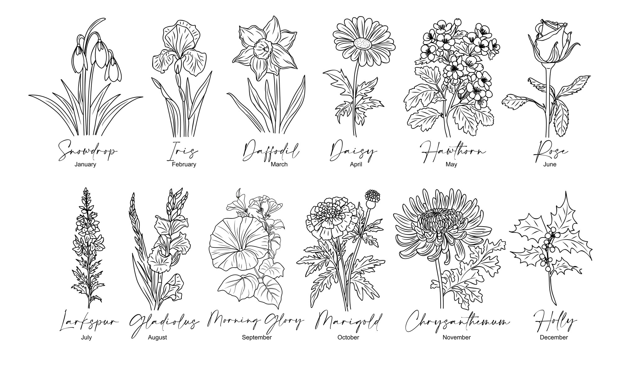 Birth Month Flowers Birth Month Flowers