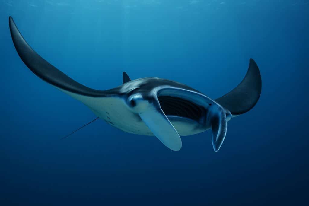 underwater-manta-ray-photo-spirit-animal-trust-depth