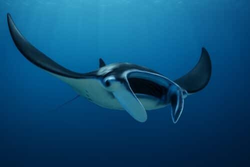 underwater-manta-ray-photo-spirit-animal-trust-depth